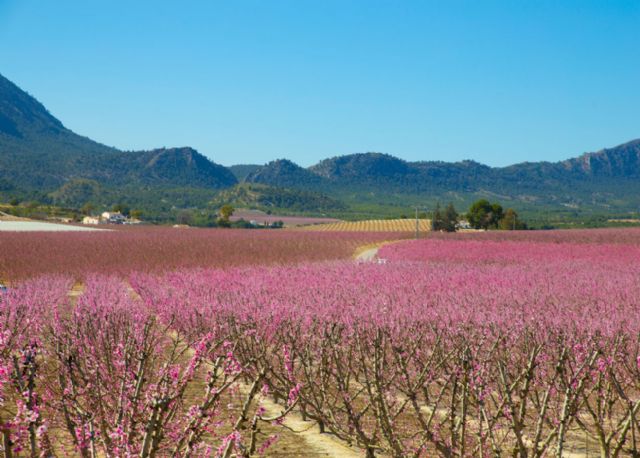Agromarketing lanza sus experiencias turísticas para disfrutar de la Floración de Cieza y el Valle de Ricote