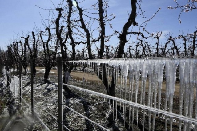 Recomendaciones preventivas frente a las bajas temperaturas en cultivos