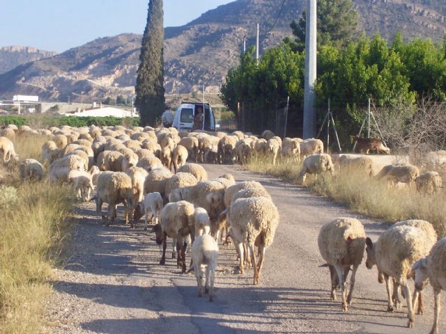 Presentadas alegaciones para incluir vías pecuarias del Valle de Ricote en el Proyecto de Real Decreto por el que se desarrolla la Red Nacional de Vías Pecuarias