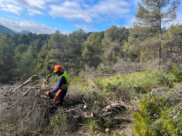 La Comunidad actúa sobre 450 hectáreas de monte en Cehegín, Ricote y Bullas para frenar el avance de plagas y el decaimiento forestal