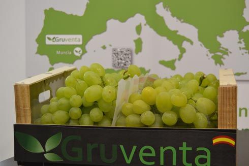 Gruventa valora como “formidable” en calidad la campaña de uvas apirenas